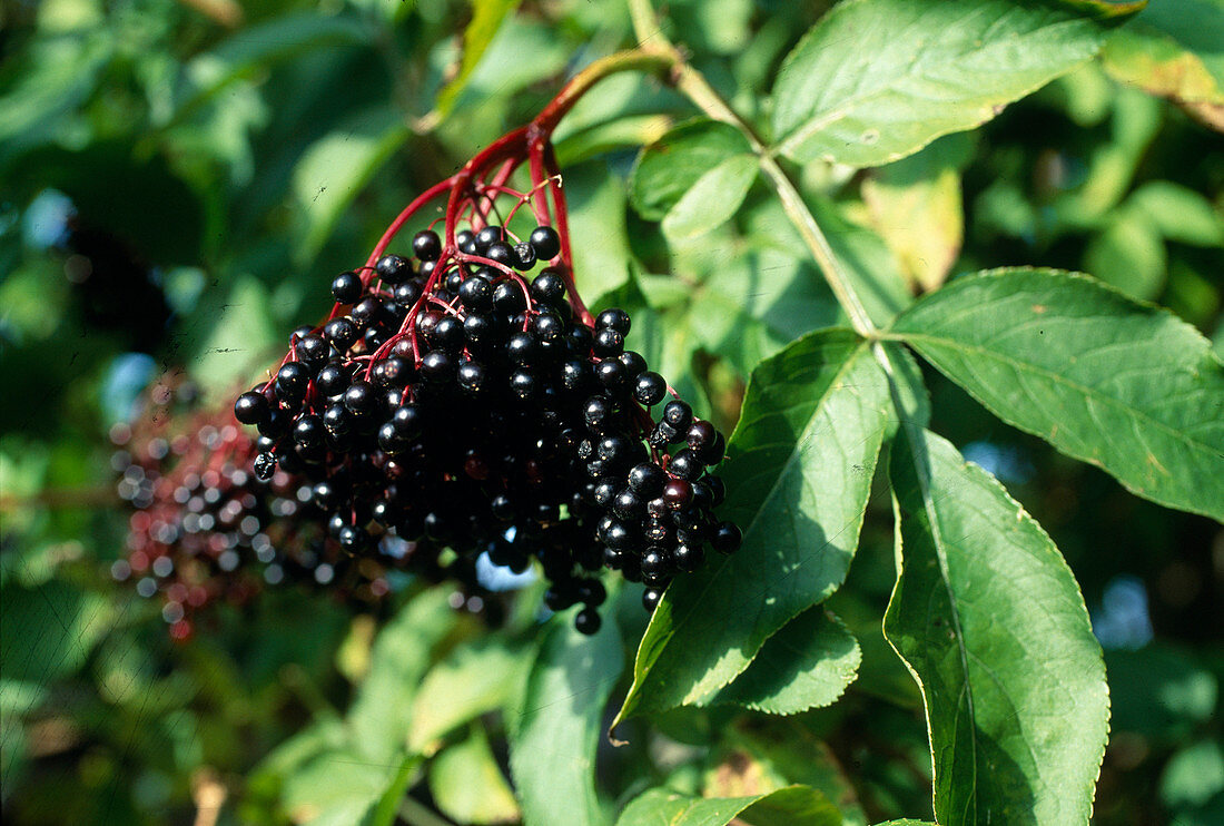 Sambucus Nigra black elderberry