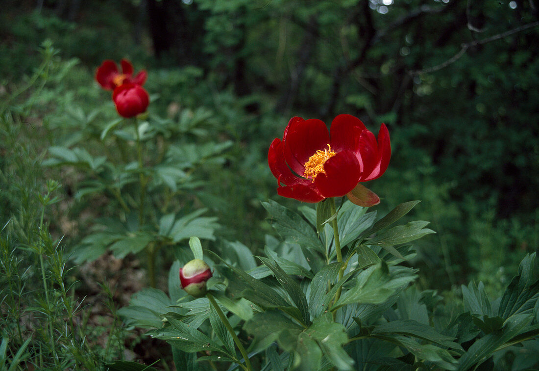 Paeonia officinalis (Peony)