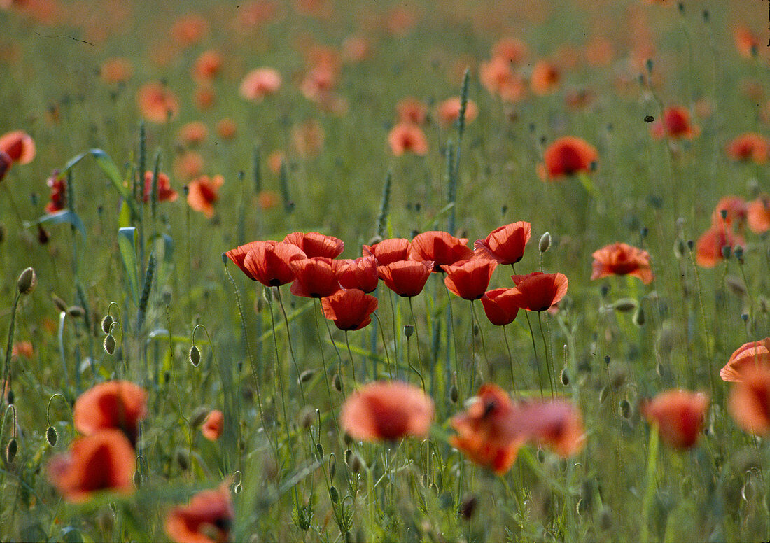 Papaver rhoeas (corn poppy)