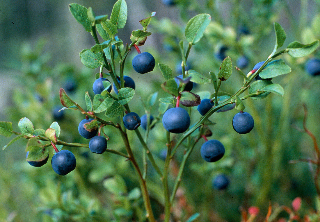 Wothe: Vaccinium myrtillus (Blueberries)