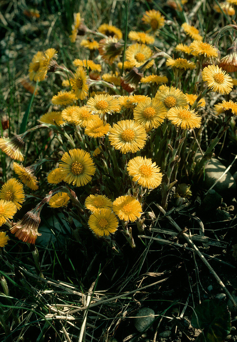 Tussilago farfara, Coltsfoot