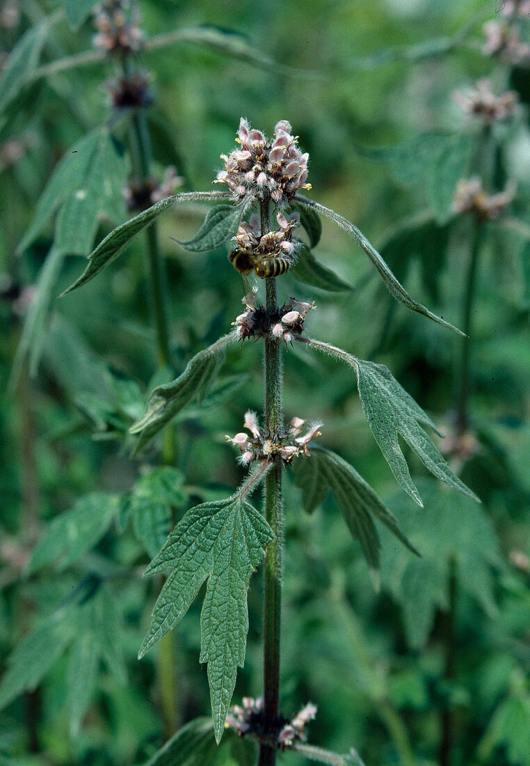 Heart plantain (Leonurus cardiaca)