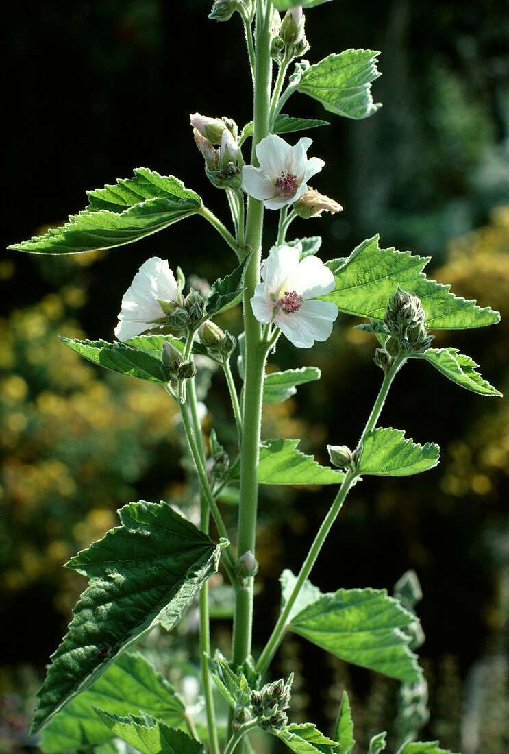 Althaea officinalis (true marshmallow)