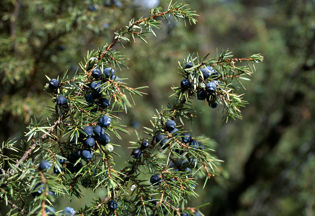 Juniper, Juniperus communis
