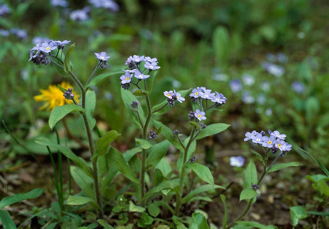 Forget-me-not, Myosotis sylvatica