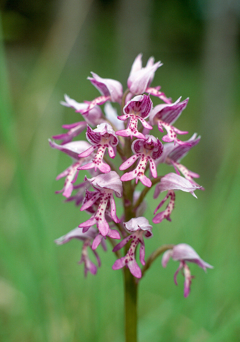 Helm's orchid, Orchis militaris