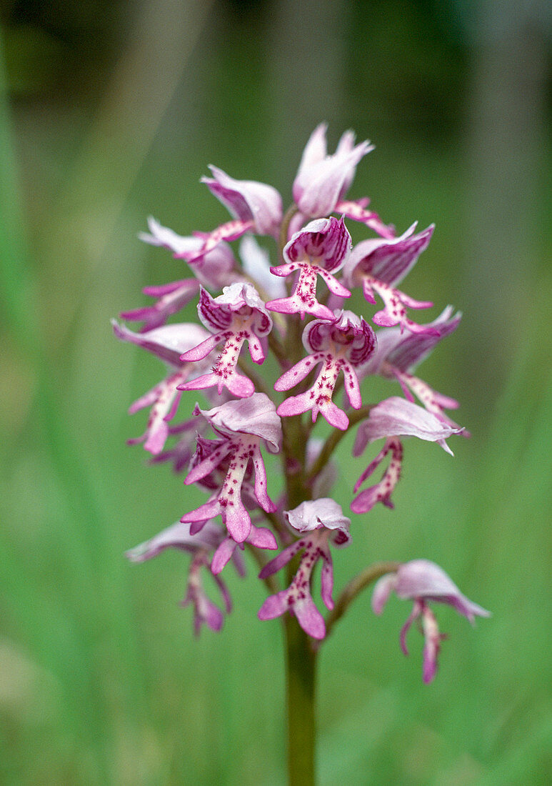 Helmknabenkraut, Orchis militaris