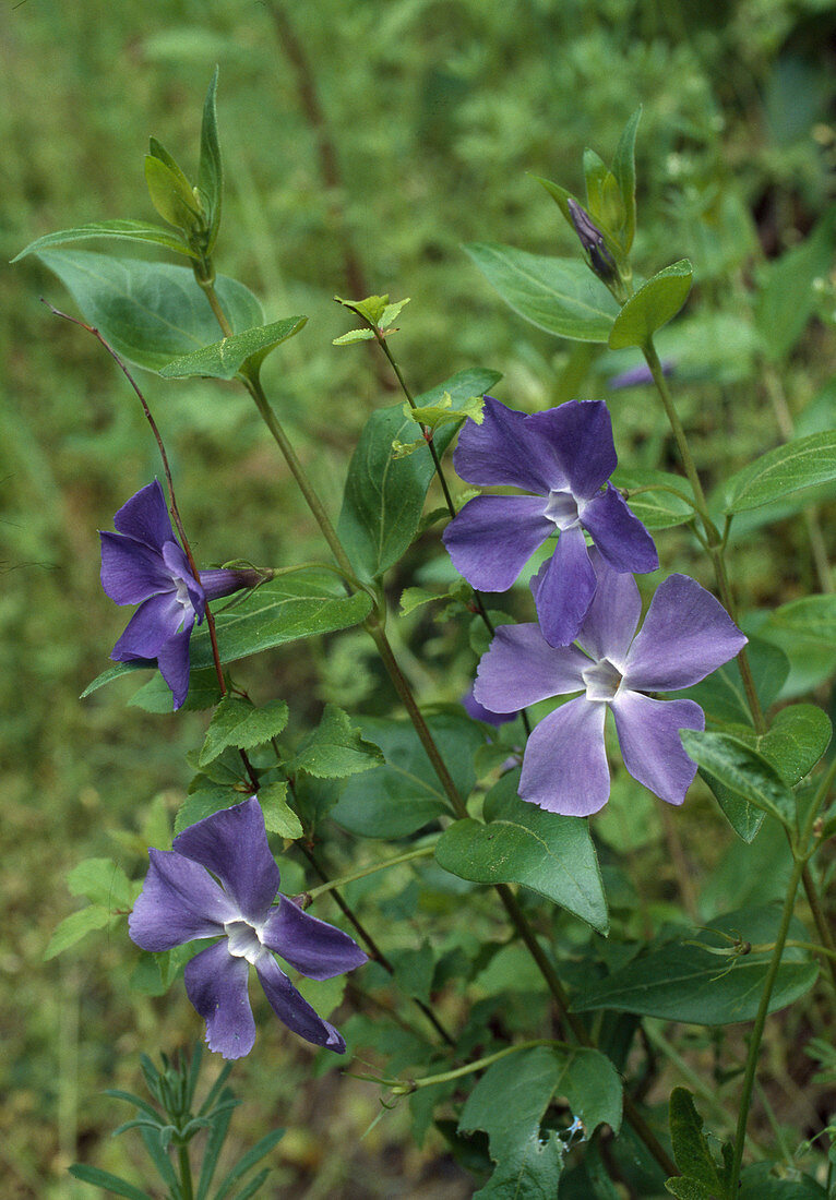 Blossoms of Vinca major