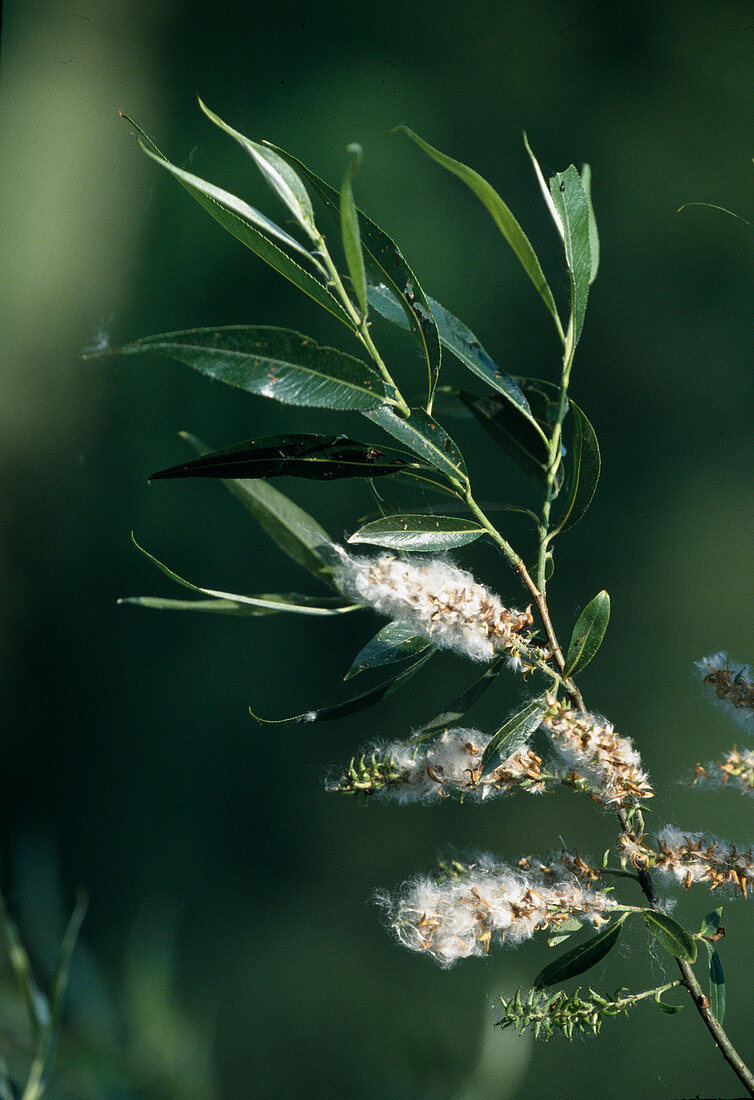 Basket willow (Salix viminalis) with fruit stalks