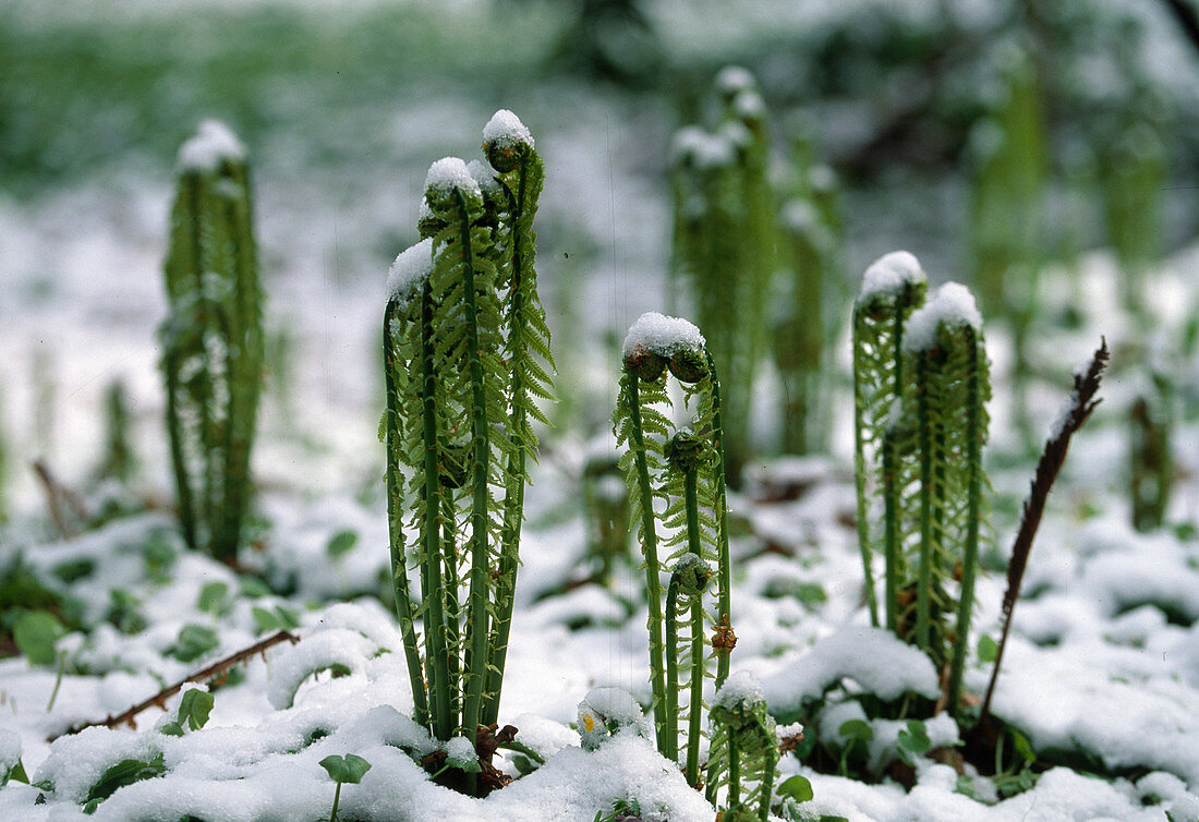 Matteuccia struthiopteris (Straussfarn) frische Triebe im Schnee