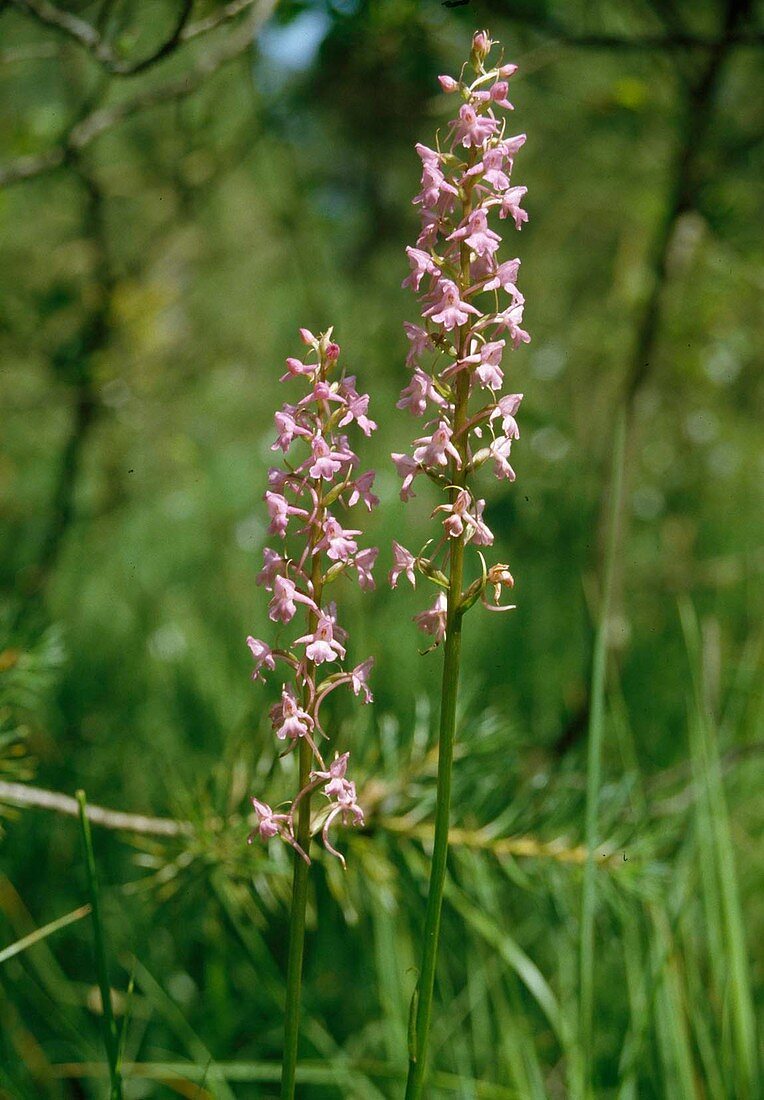 Mücken-Händelwurz, Gymnadenia conopsea