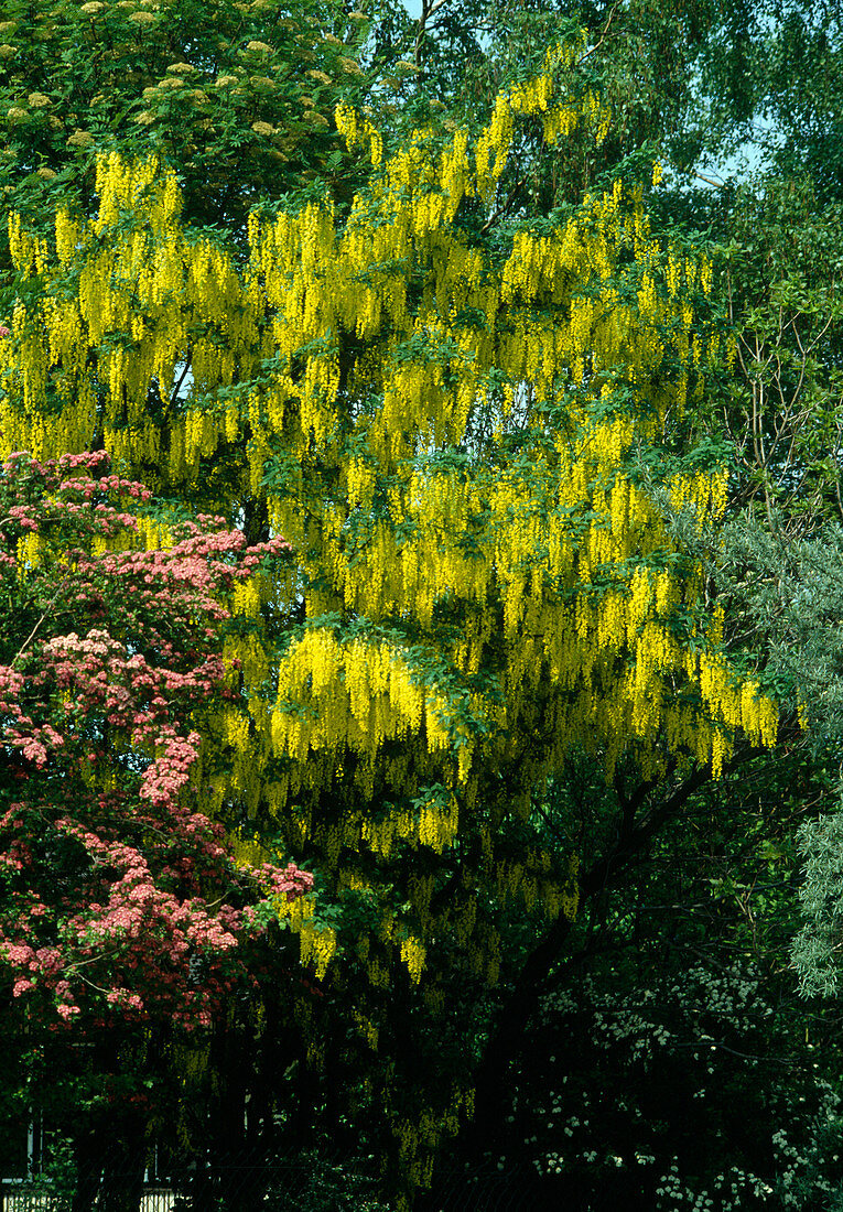 Laburnum (Goldregen)