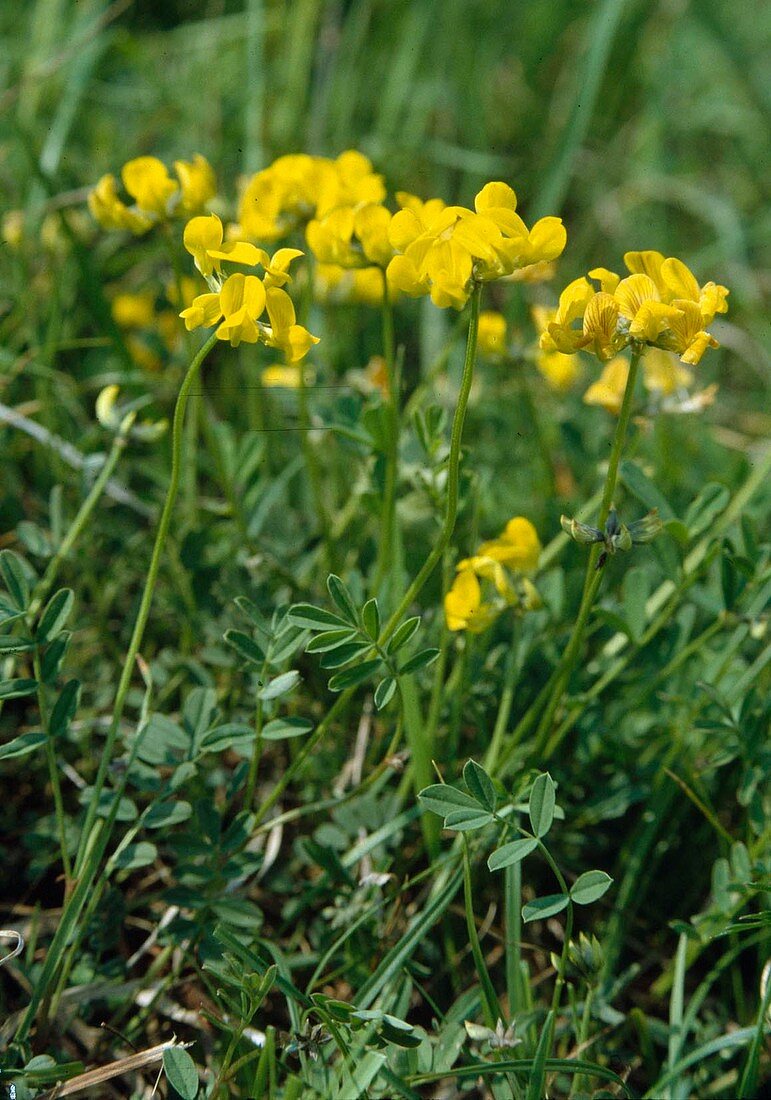 Crested horseshoe clover, Hippocrepis comosa