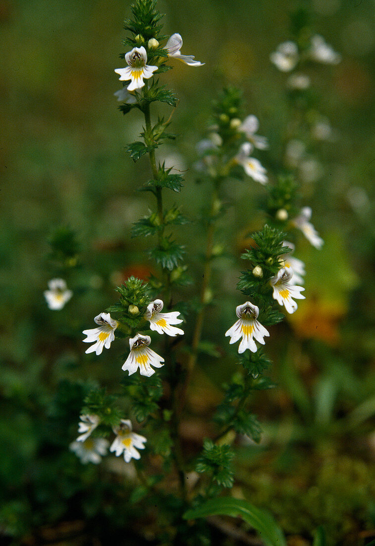 Euphrasia stricta (Stiff eyebright)