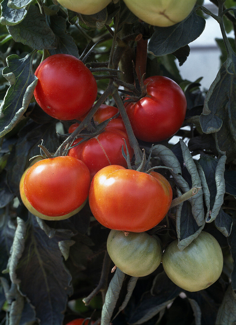 Tomato 'Master f1-Hybride'