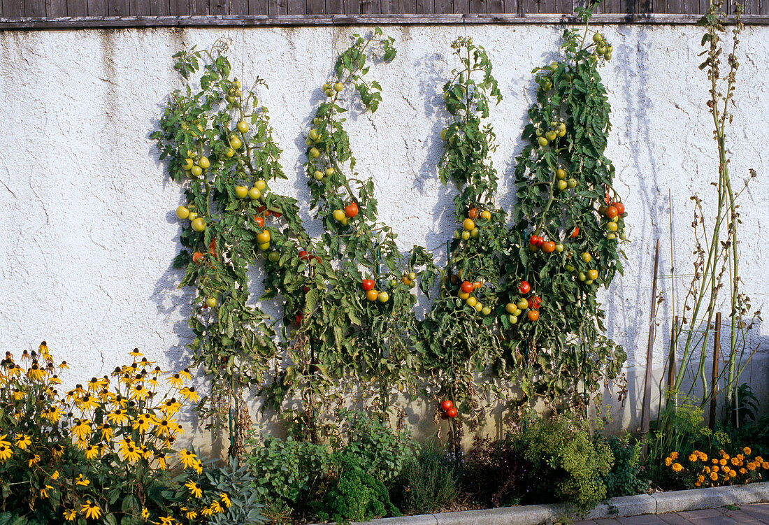 Tomatoes on a light house wall