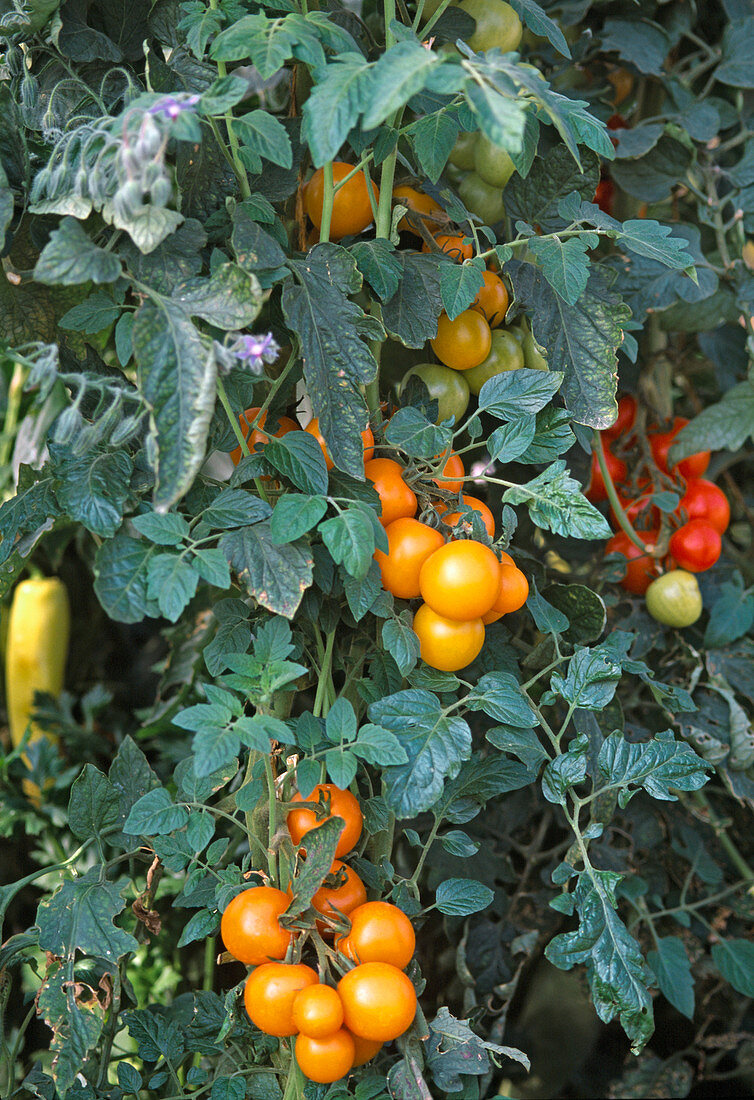 Tomate 'Orangino' – Cocktailtomate