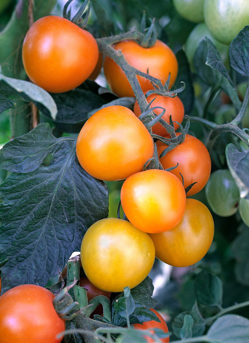 Tomato 'Orangino' (cocktail tomato)
