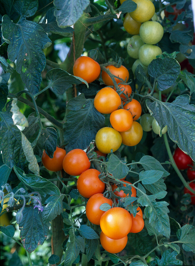 Tomato 'Orangino' (Cocktail tomato)