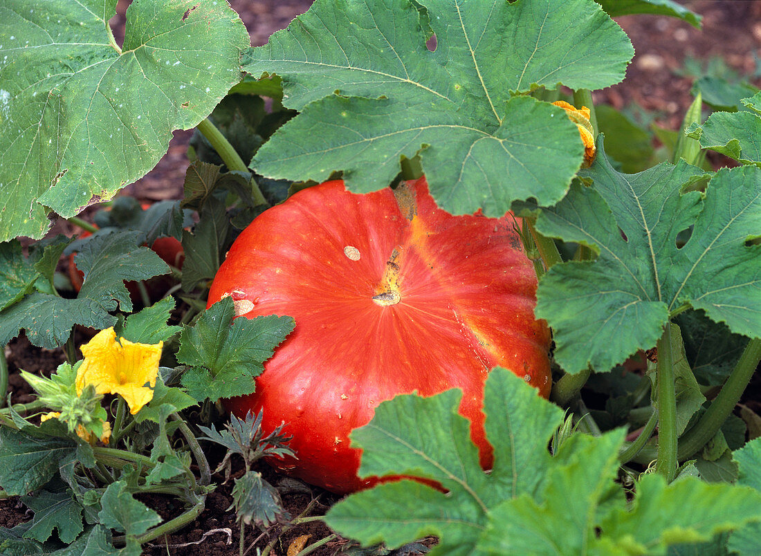 Cucurbita (red squash) in the bed