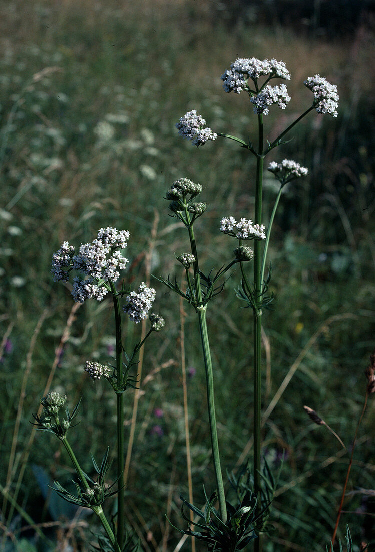 Valeriana Valerian