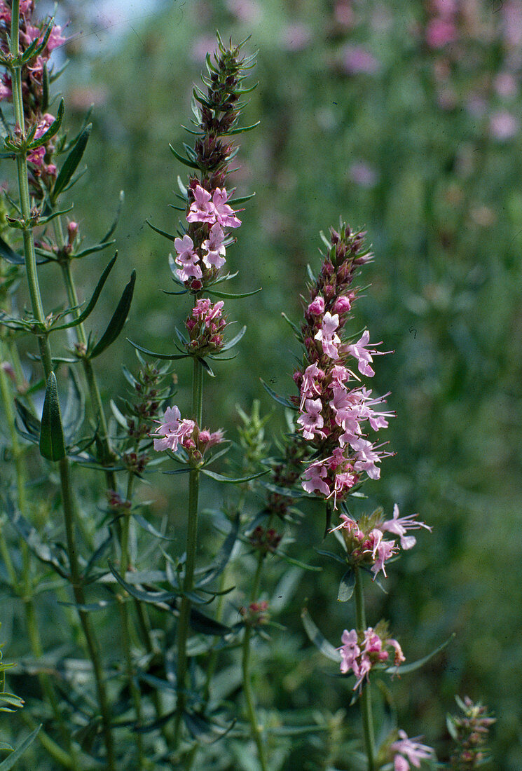 Hyssopus officinalis Hyssop pink-flowering