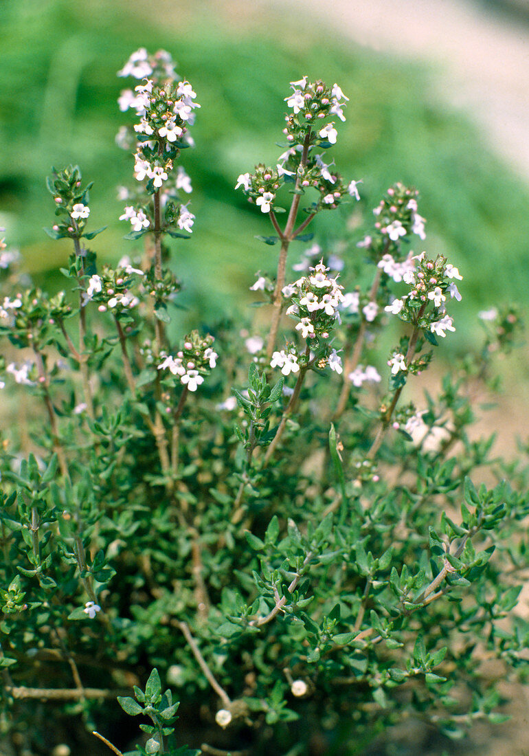 Thyme (Thymus vulgaris)