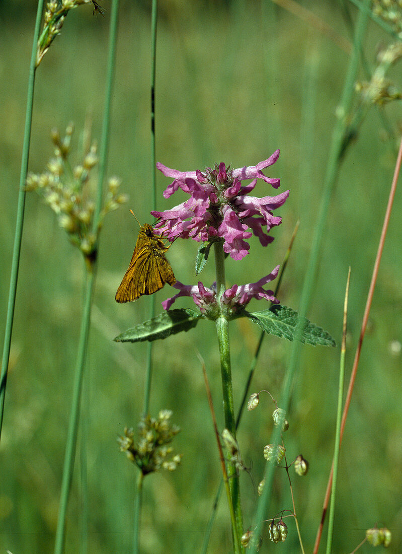 Stachys officinalis (Medicinal Creeper)