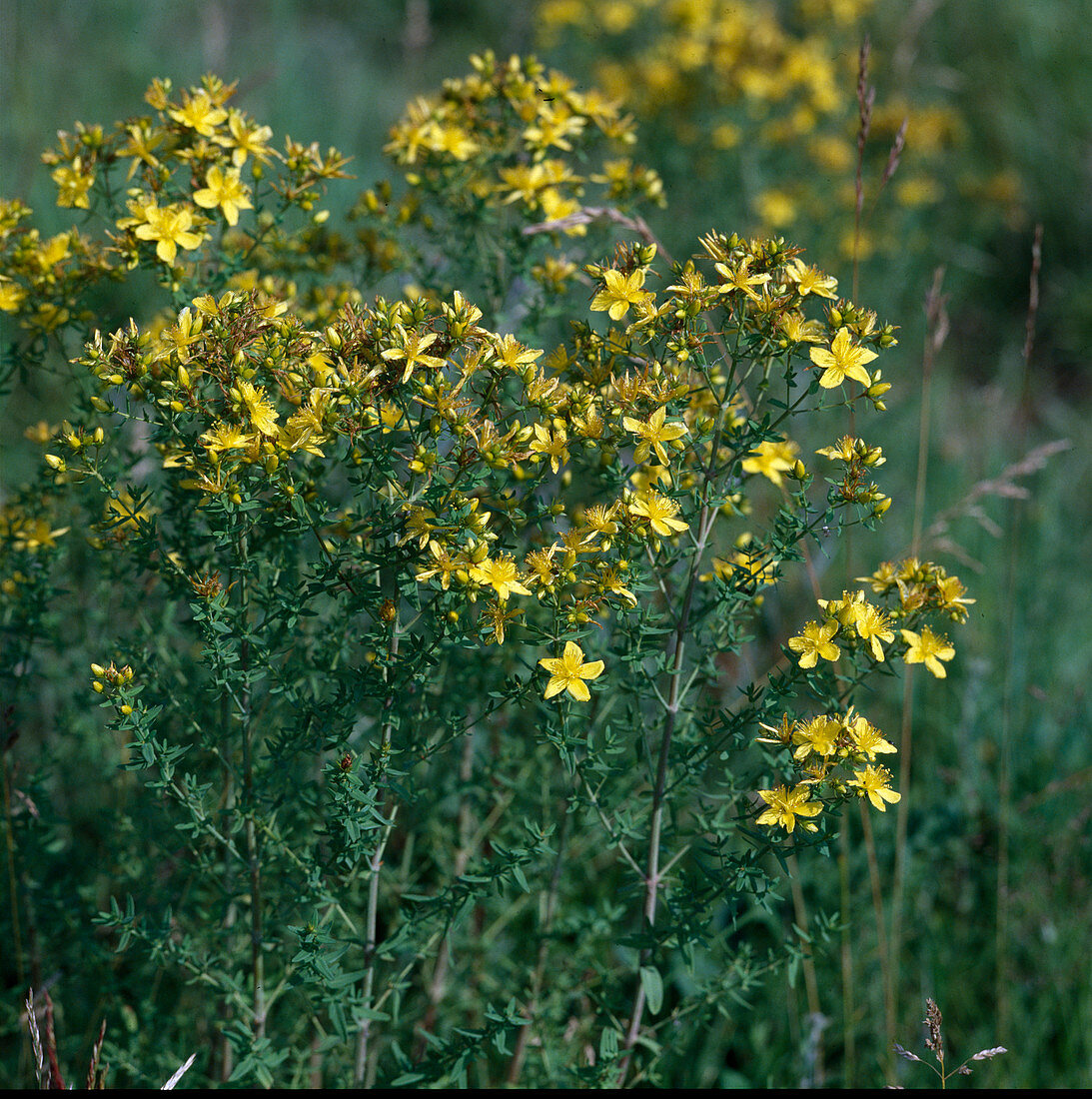 Hypericum perforatum (St. John's wort)