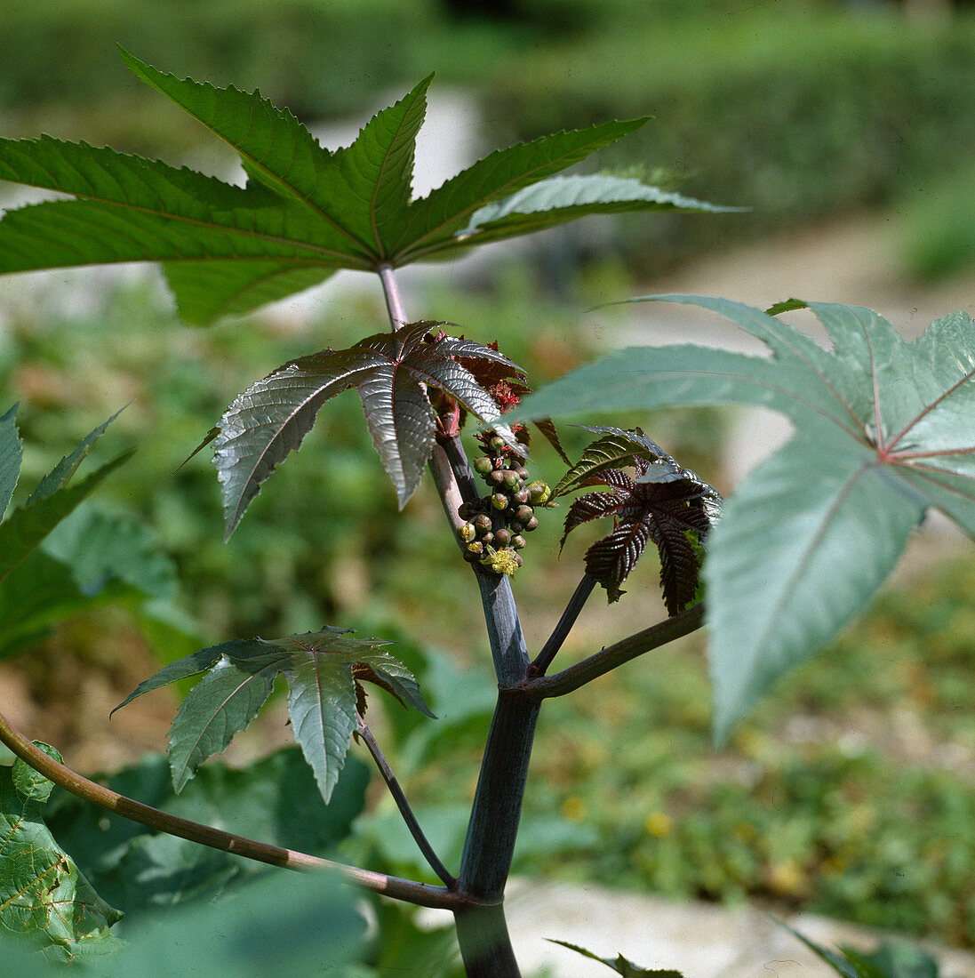 Ricinus communis (Wunderbaum)