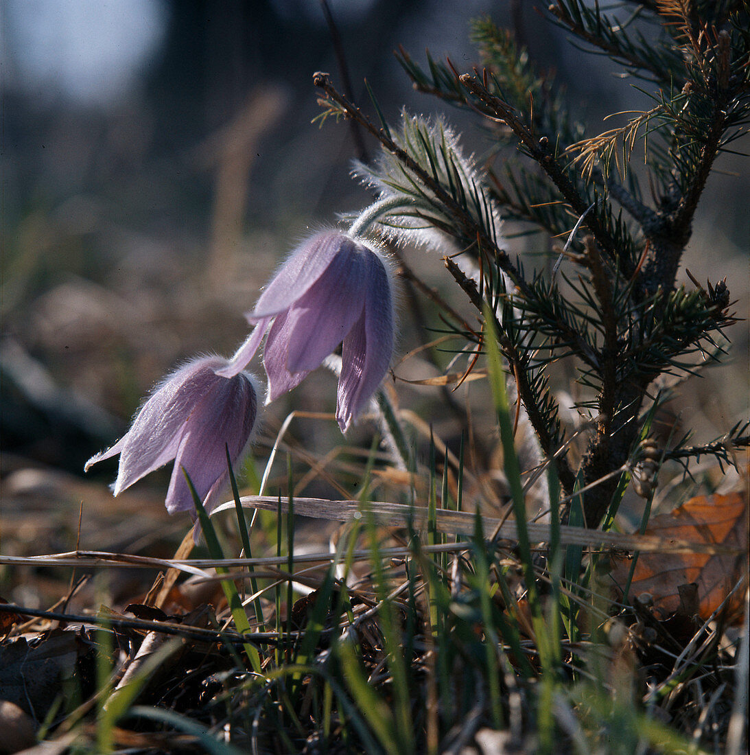 Pulsatilla vulgaris (Pasque flower, Cow's pasque flower)