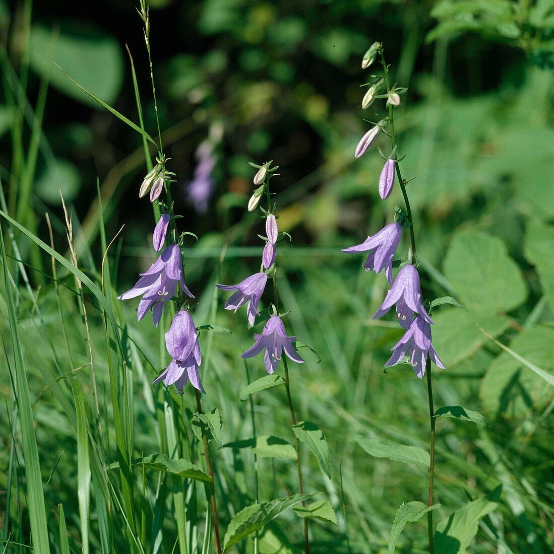 Campanula rapunculoides (Ackerglockenblume)