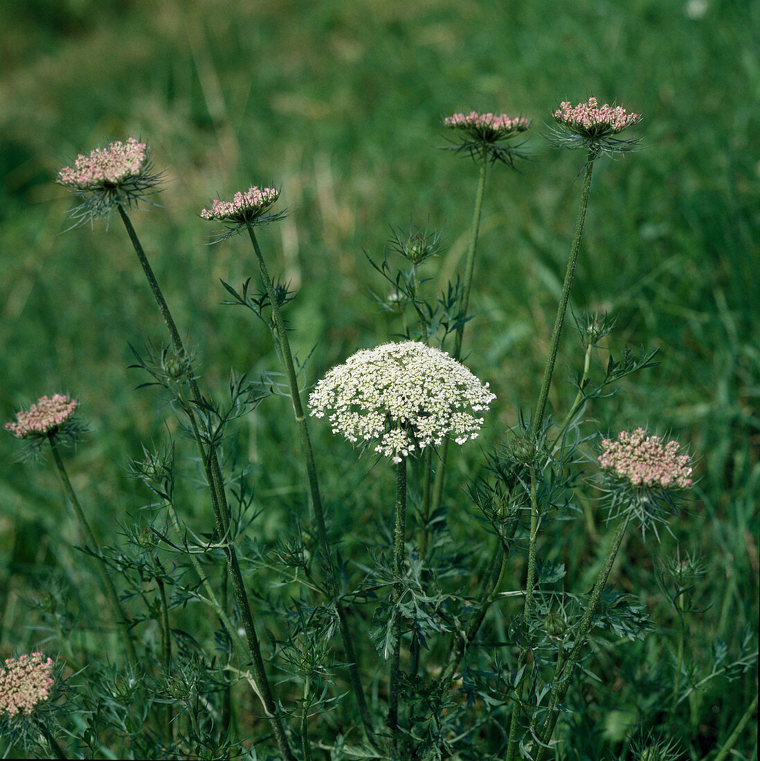 Daucus carota (Wilde Möhre)