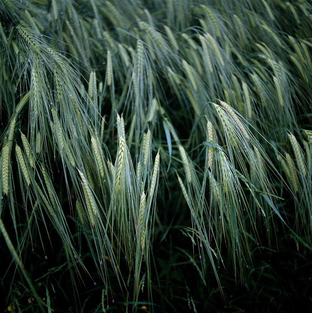 Barley field: Barley (Hordeum)