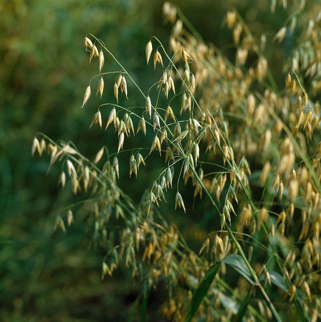Avena sativa (seed oats)