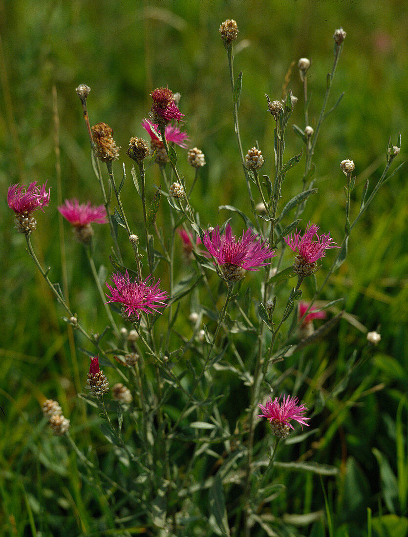 Centaurea jacea (Common Meadow Knapweed)