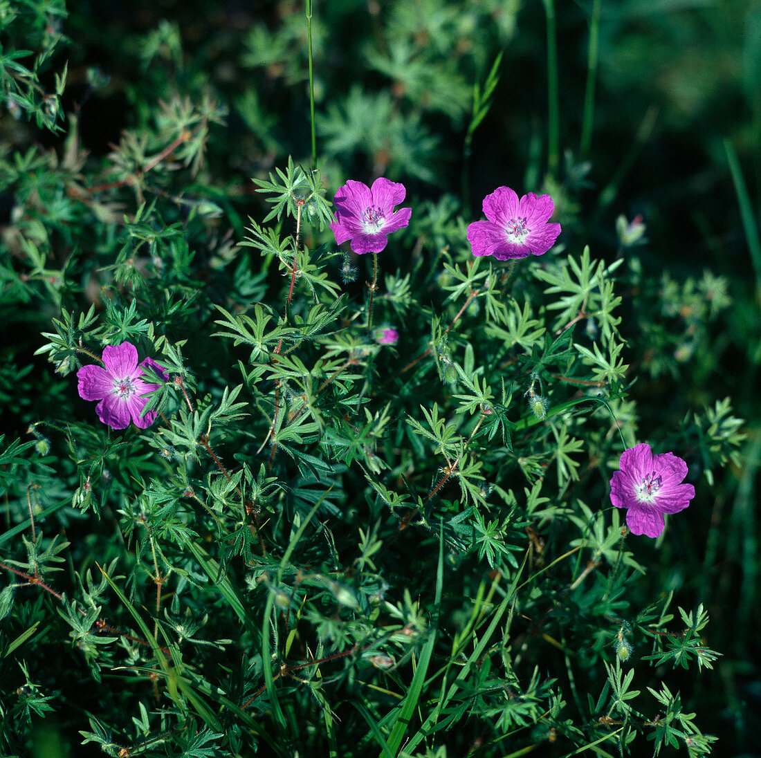 Geranium sanguineum (Blutroter Storchschnabel)