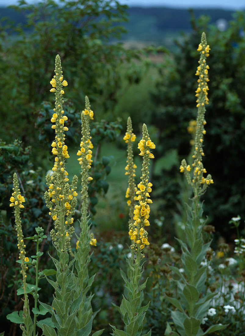 Verbascum thapsus (Mullein)