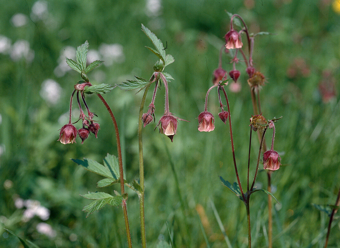 Geum rivale (brook carnation) grows in damp meadows, along brooks and wet areas.