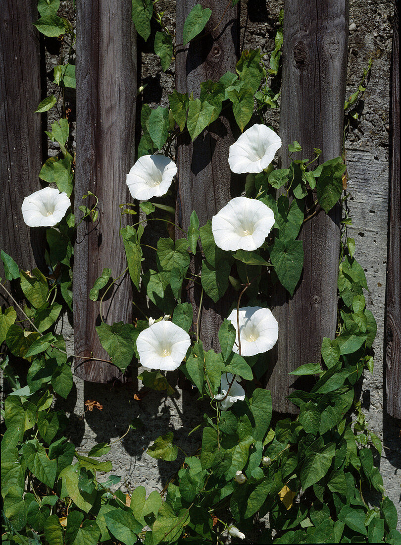 Calystegia sepium Zaunwinde