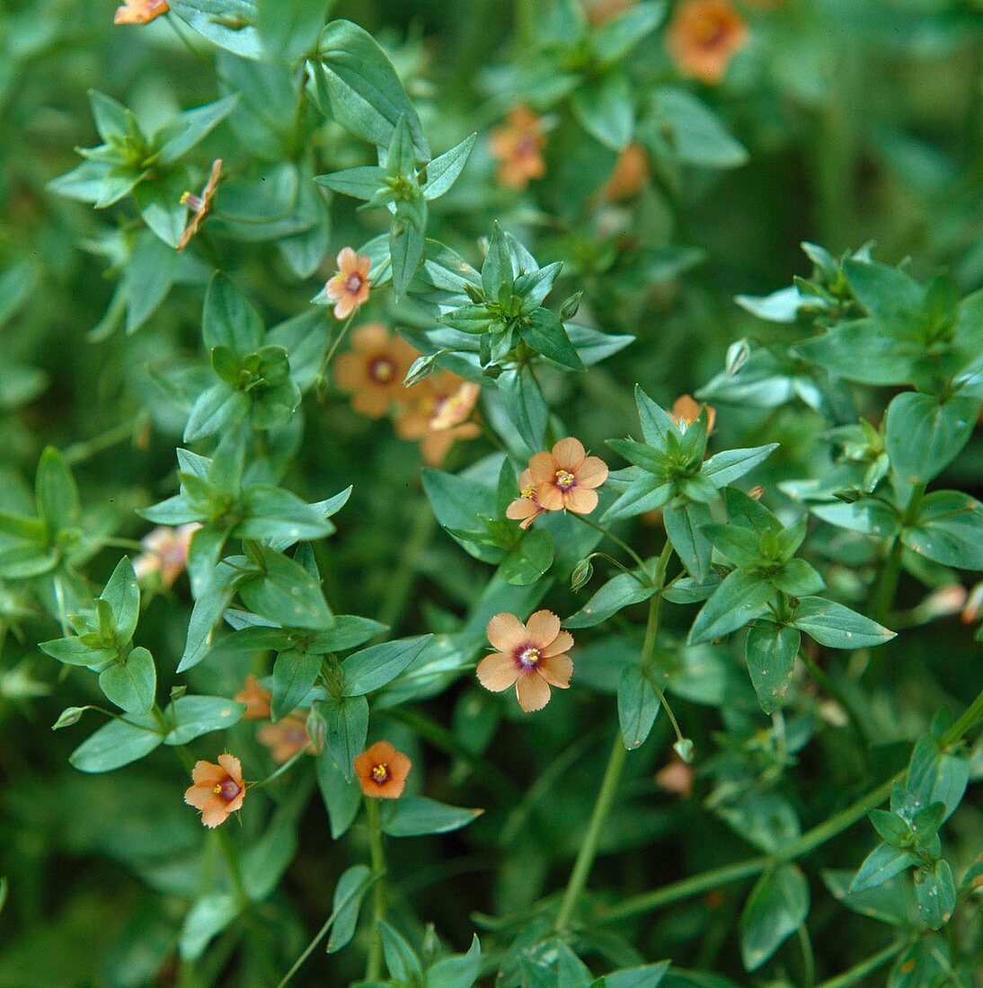 Anagallis arvensis (red chickweed)