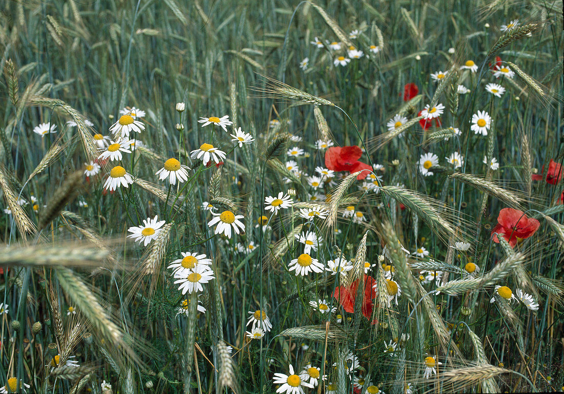 Field chamomile and corn poppy in a barley field