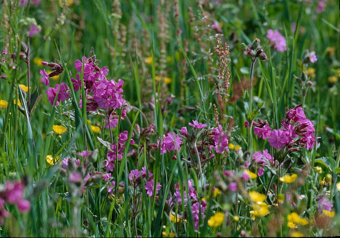 Flower meadow with campion and buttercup