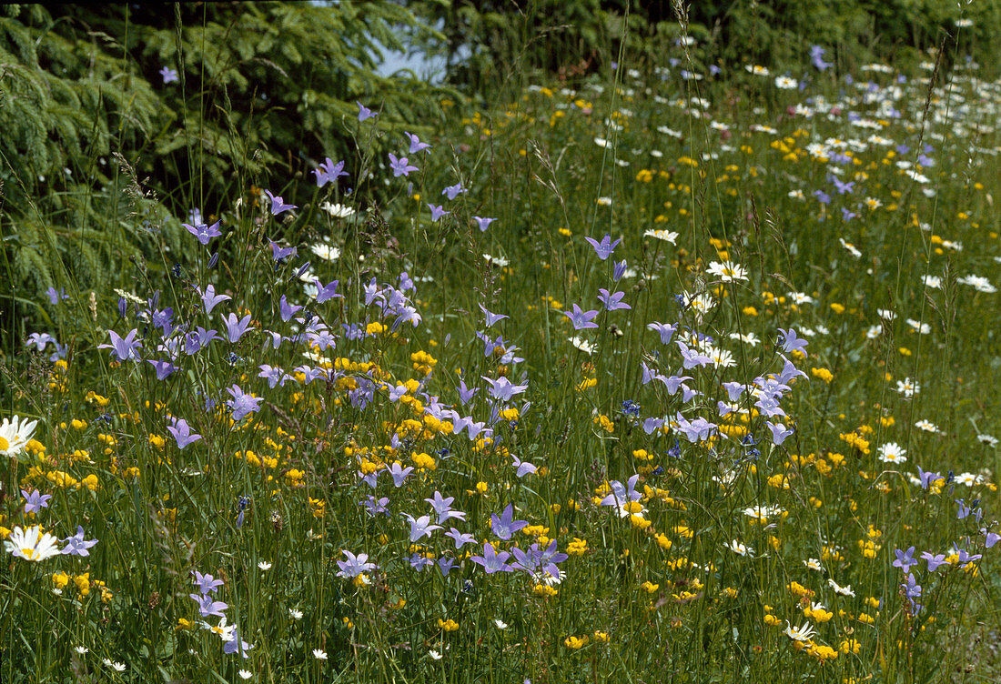 Blumenwiese: Campanula (Glockenblumen), Ranunculus acris (Hahnenfuss) und Leucanthemum vulgare (Margeriten)