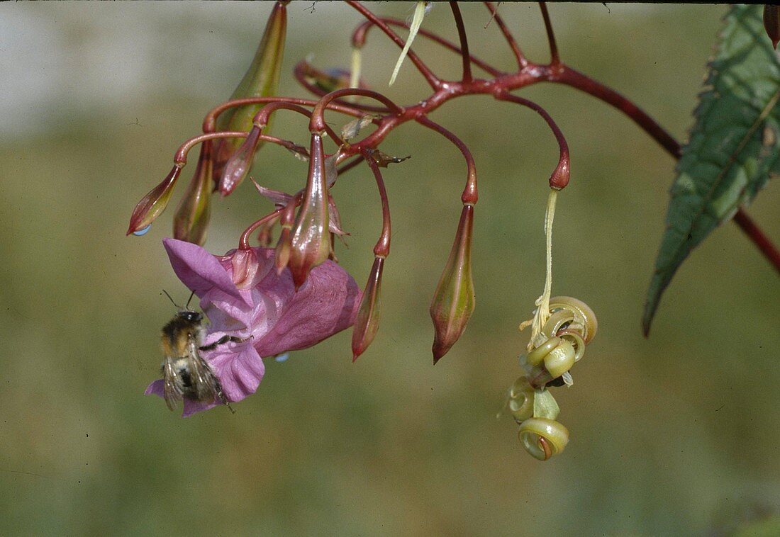 Drüsiges Springkraut, Impatiens glandulifera, Blüte und Samenkapseln, Neophyt, Deutschland, kleine Hummel