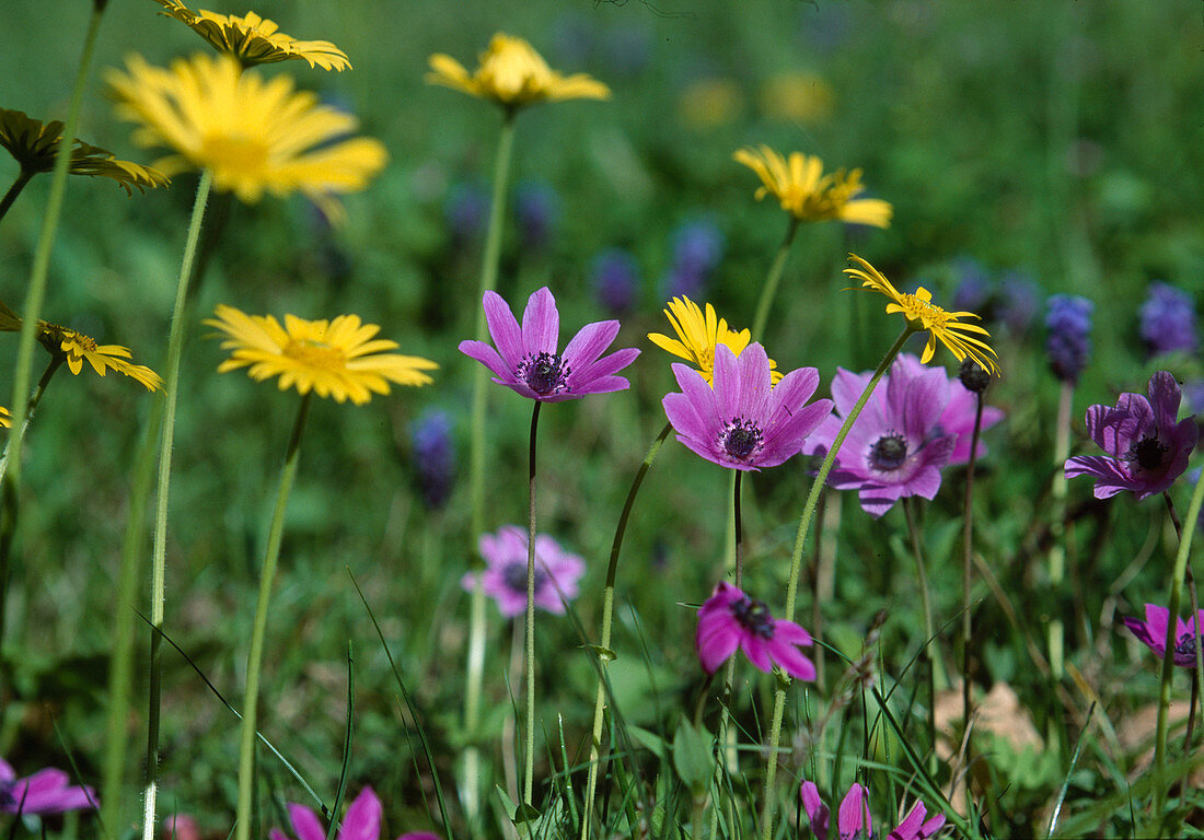 Flower meadow with anemones, N. Greece