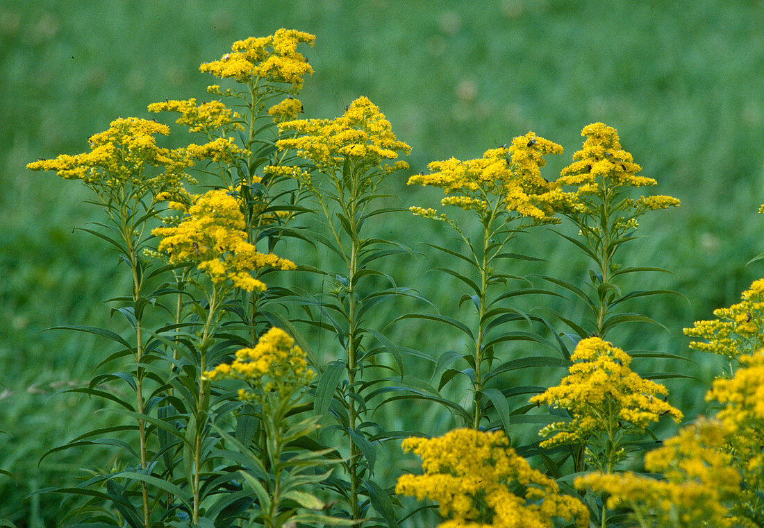 Solidago gigantea (Riesen-Goldrute)