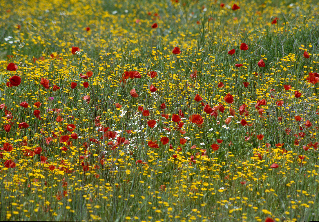 Flower meadow: Papaver rhoeas (poppy) and Anthemis tinctoria (camomile)