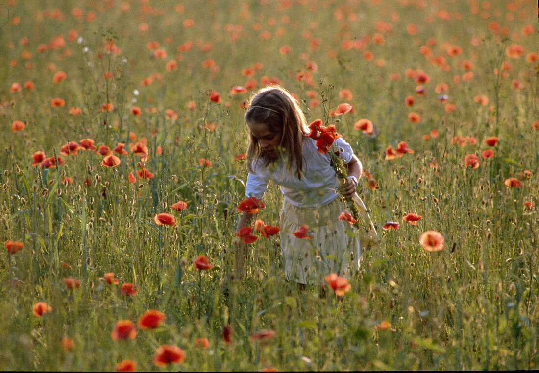 Blumenwiese Mädchen pflückt Mohn