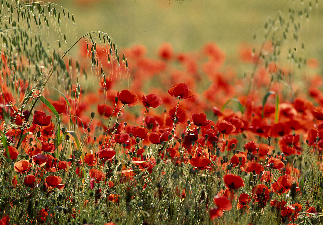 Papaver rhoeas (corn poppy)